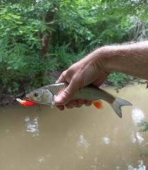 IMG_20250726_194233.jpg