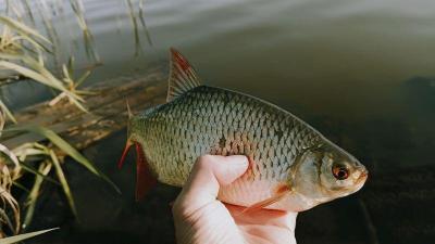 IMG_20260501_180519370.thumb.jpg.7ea7a155d33c40b18688b2ad4c0dcb17.jpg
