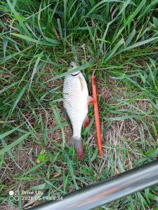 IMG_20260519_183410_454.thumb.jpg.628999f8f0de4679679a5951f0cc5c7c.jpg