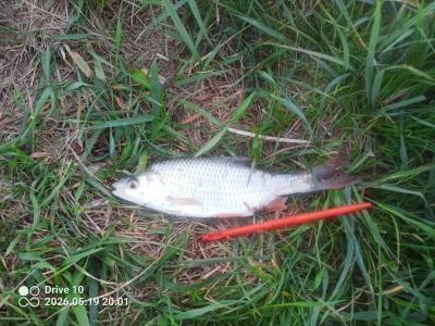 IMG_20260519_200112_642.thumb.jpg.3d6eb472a333bff358982a91f4696e29.jpg
