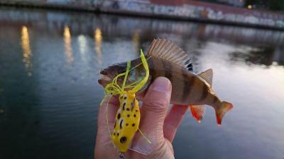 IMG_20260622_212856788.thumb.jpg.b7a555751f1eddafb95a8ab2ba0f2f14.jpg