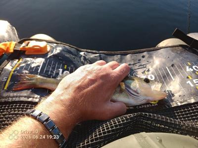 IMG_20260624_192323_948.thumb.jpg.5cb1f01b7fe87a593385cadbe57da1d2.jpg