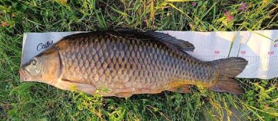 karp92.thumb.jpg.492f7e3c263609d5325dd03242042c8d.jpg