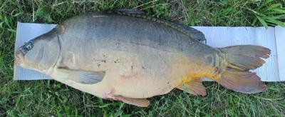 karp921.thumb.jpg.fb000ff959f5b9c8ce2ad4cd51d2c7af.jpg