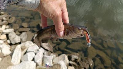 IMG_20260531_163233976.thumb.jpg.0fff1efd8ab80cc5d7b9dfb4d99c7523.jpg