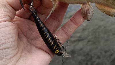 IMG_20260709_181850153.thumb.jpg.1499d29a0b16e6ba4207af0fd9a1a498.jpg