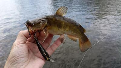 IMG_20260709_181850153a.thumb.jpg.f457bbefbb6991351fa80109a2bd75a2.jpg