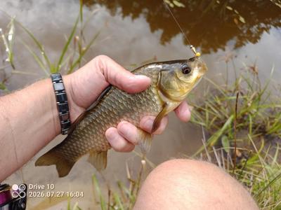 IMG_20260727_160431_927.thumb.jpg.555f8c14be541bec5068a79beeb568fc.jpg